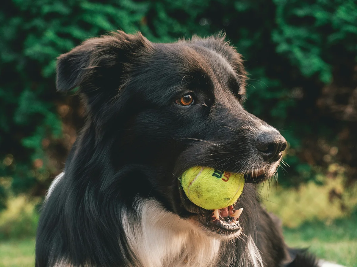 Happy dog playing with ball
