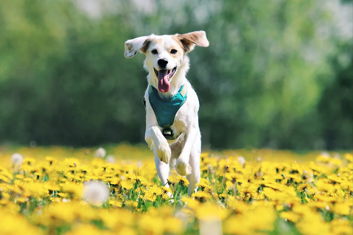 Happy dog running in Norfolk countryside